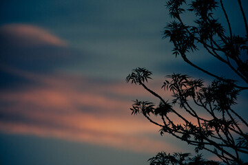 sunset in the forest