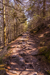 On the hiking trail from the Mummelsee to the Hornisgrinde high plateau. Baden Wuerttemberg, Germany, Europe