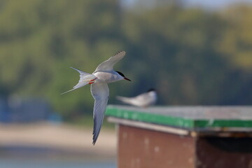 common tern