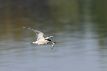 common tern