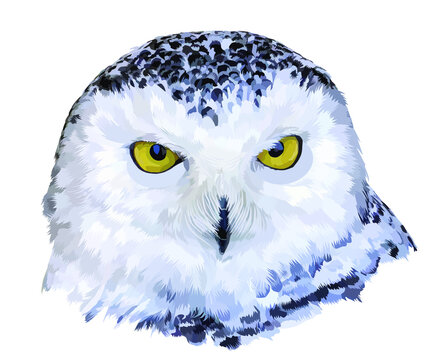 Isolated close-up portrait of a polar owl. The owl looks at you with yellow round eyes. Illustration. Vector, eps10.