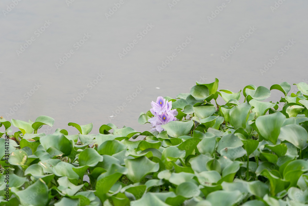 Canvas Prints Closeup shot of blooming Common water hyacinth