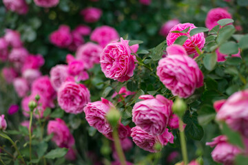 pink rose in the garden