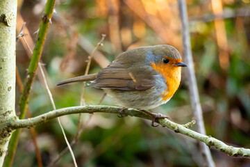 European robin red breast bird sitting perched in a tree in a woodland