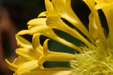 MACRO PHOTOGRAPHY YELLOW FLOWER PETALS 