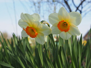 daffodils in spring