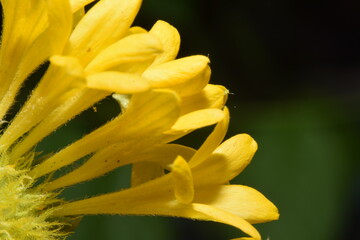 MACRO PHOTOGRAPHY YELLOW FLOWER PETALS 
