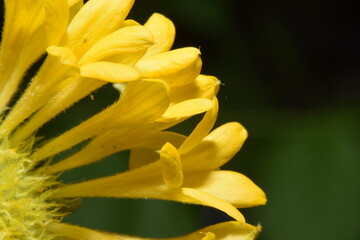 MACRO PHOTOGRAPHY YELLOW FLOWER PETALS 