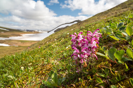 Beautiful wild flowers of lousewort (Pedicularis) in the tundra on the hillside. Summer Arctic landscape. Tundra wildflowers and plants. Nature of Chukotka and Polar Siberia. The Far North of Russia.