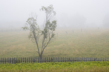 Obraz premium Foggy rural landscape. Scenic view of the old wooden fence, tree, vegetable garden and pastures in the fog. Misty morning in the countryside. Summer in the village.