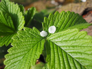 green leaf on a green background