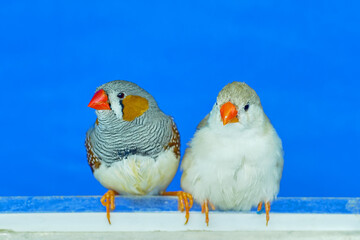 exotic animals: young zebra finches cleaning fethers