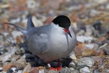 common terns colony