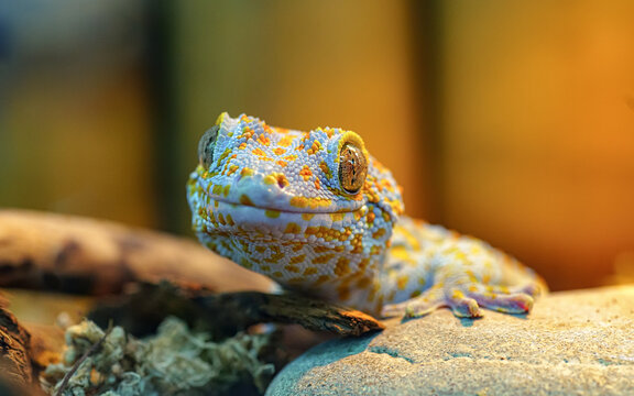 exotic animals: funny gekko gecko smiling