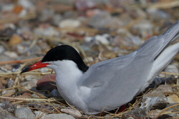 common tern nest