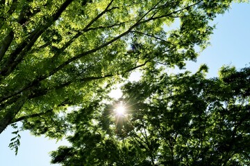 癒しの緑　太陽　春　風景