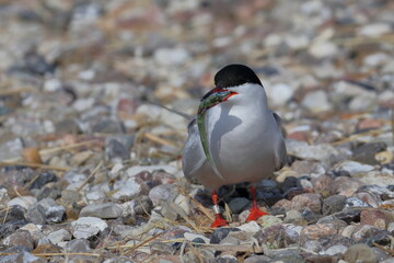 common tern nest
