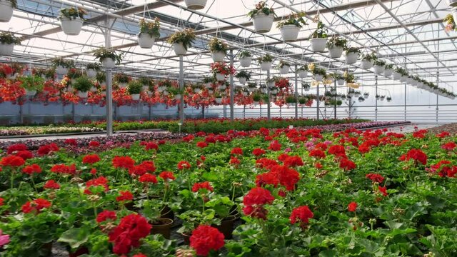 A greenhouse full of red and pink flowers.