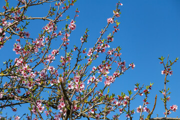 almond tree blossoms in german region palatinate