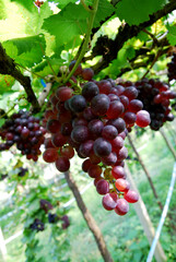 Nature scene of grape fruit at grape farm or Vineyard - Harvest agriculture and garden 