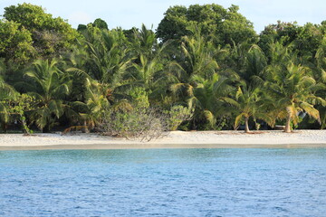 green background tropical palm jungle foliage on the resort island