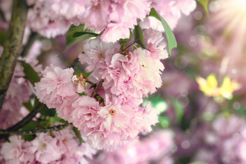 Flowering cherry flower, beautiful nature in spring