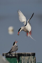 common tern feeding partner