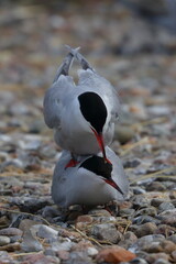mating common tern - 431144638