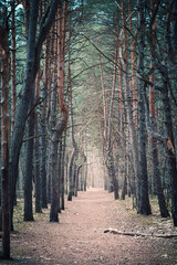 Ścieżka w sosnowym lesie w parku narodowym © af-mar