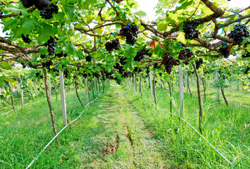 Fototapeta na wymiar Vineyard or grape farm is a plantation of grape-bearing vines, grown mainly for grape fruits and grape juice