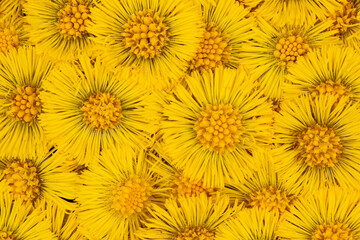 Fototapeta premium Background from bright beautiful orange flowers. Blooming Tussilago.