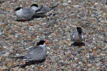 common tern feeding partner - 431145245