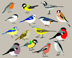 Set of bird: yellow wagtail, white wagtail, great tit, robin, blue tit, azure tit, brown-headed chickadee, nuthatch, finch, goldfinch, sparrow, bullfinch, Northern wheatear vector isolated stock