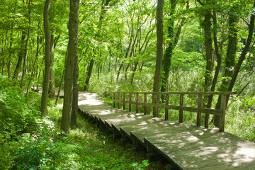 Obraz premium forest stairs in the morning