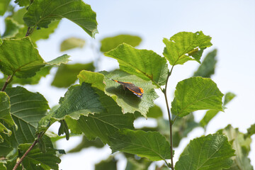 Red admiral butterfly (Vanessa Atalanta) perched on green leaf in Zurich, Switzerland