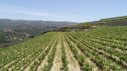 Vineyard landscape view. Wine in progress. Syrah. Cabernet franc. Cabernet sauvignon and merlot. Grapes varieties. Amphora. Batonnage. Vineyard in spring season. Sunny day. Top view
