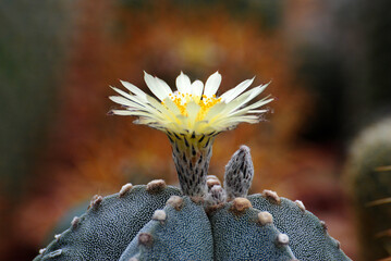 Fresh Close-up bloom cactus flower is Astrophytum asterias is a species of cactus plant in the...