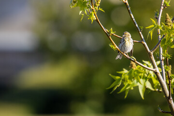 European Serin (Serinus serinus)
