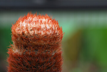 Closeup Turk's Cap Cactus or Melocactus matanzanus  is a genus of cactus and a small, slow grower that's topped by coppery-colored spines and pink flowers with blurred background.