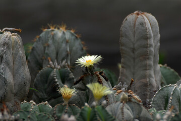 Blooming yellow cactus flower is Astrophytum asterias is a species of cactus plant in the genus Astrophytum at cactus farm. Beautiful green abstract nature