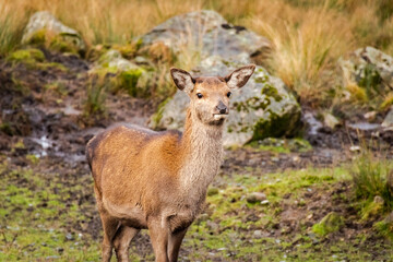 A red doe female deer standing on a hill in the scottish highlands