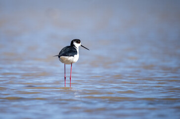 Black-winged Stilt, Aiguamolls de l'Empordà, Girona
