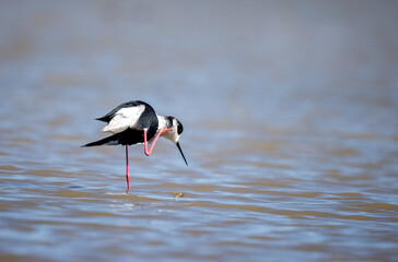 Black-winged Stilt, Aiguamolls de l'Empordà, Girona