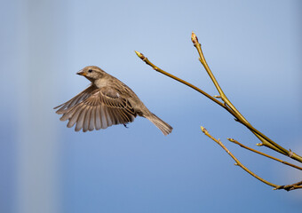 Sparrow at Home (Passer domesticus)
