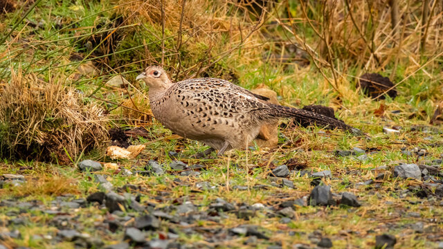 A female common pheasant walking on the ground in winter