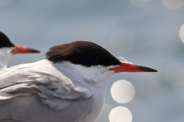 common tern - 431147234