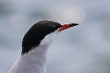 common tern - 431147244