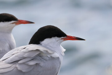 common tern - 431147260