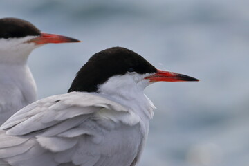 common tern - 431147272