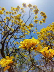 yellow autumn leaves